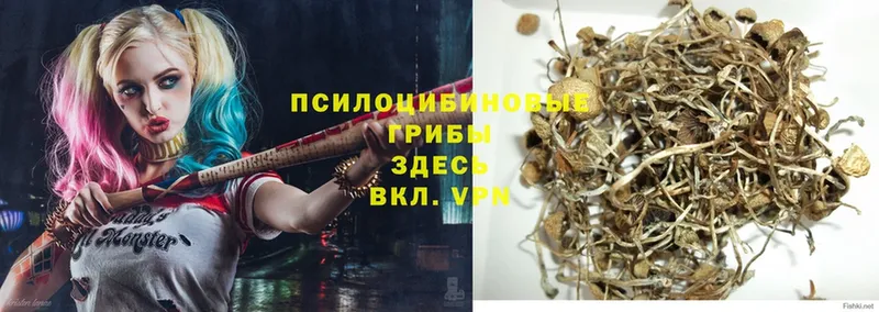 Псилоцибиновые грибы Psilocybe  это наркотические препараты  Навашино 